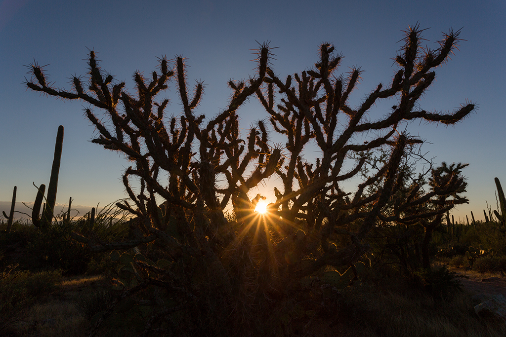 10-20 - 17.jpg - Saguaro National Park, West Part